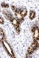 Anti-STAT5b Antibody
